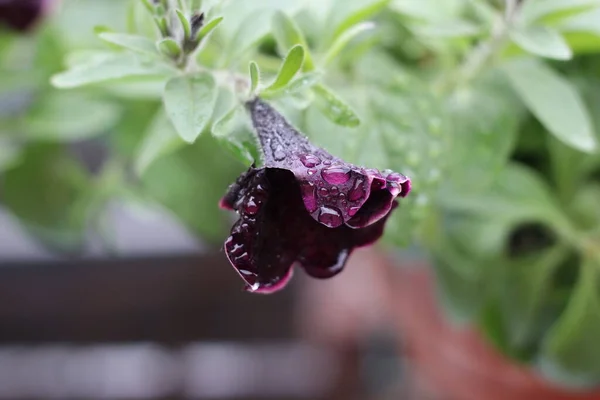 Kwiat Ogrodowy Kroplami Wody Deszczowej — Zdjęcie stockowe