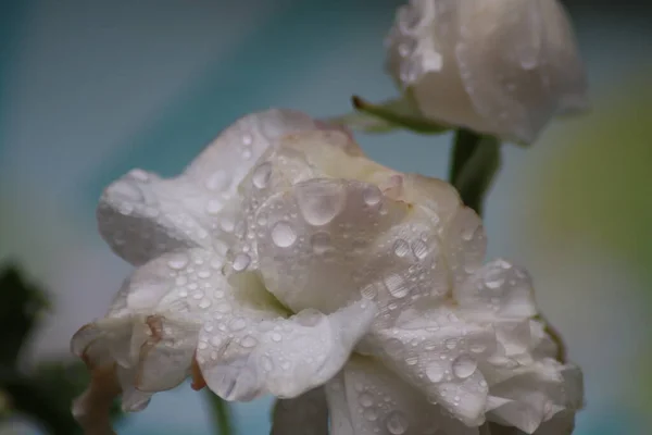 Flor Jardín Con Gotas Agua Lluvia — Foto de Stock