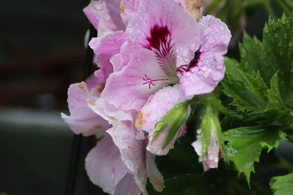 Trädgård Blomma Med Regnvatten Droppar — Stockfoto