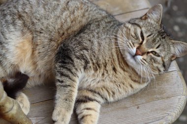 Kedi Bahçede Oynuyor