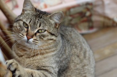 Kedi Bahçede Oynuyor