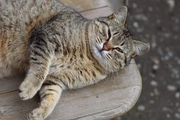 Kedi Bahçede Oynuyor — Stok fotoğraf