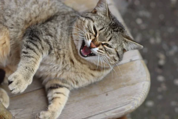 庭で遊ぶ猫 — ストック写真