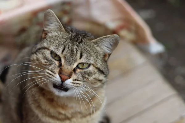 Katze Spielt Garten — Stockfoto