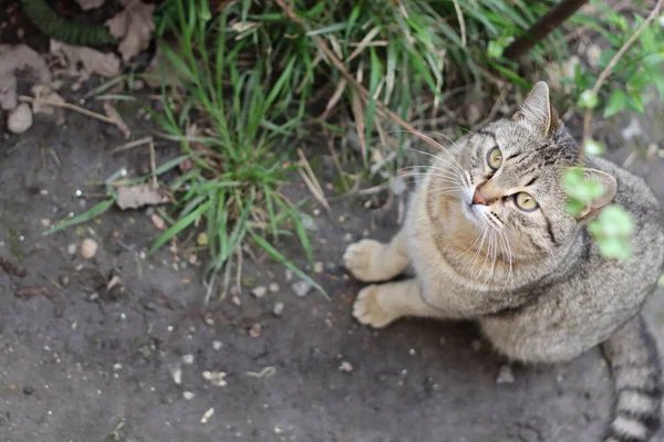 庭で遊ぶ猫 — ストック写真