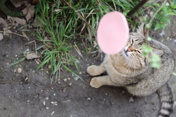 庭で遊ぶ猫 — ストック写真