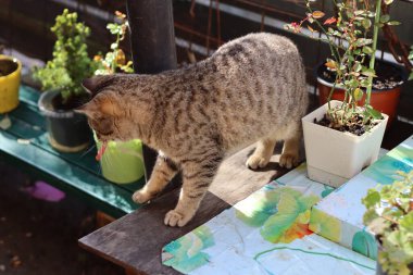 Bir kedinin portresi