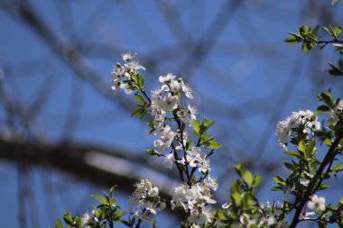 Bahçede beyaz kiraz çiçekleri