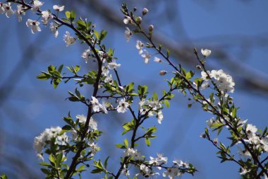 Bahçede beyaz kiraz çiçekleri