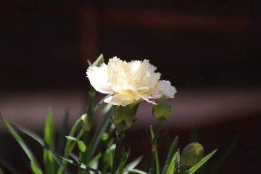 pembe ve beyaz çiçek