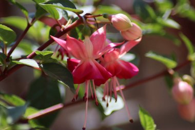 pembe ve beyaz çiçek