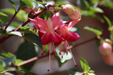 pembe ve beyaz çiçek