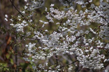 Bahçede beyaz kiraz çiçekleri
