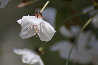 Bahçede beyaz kiraz çiçekleri