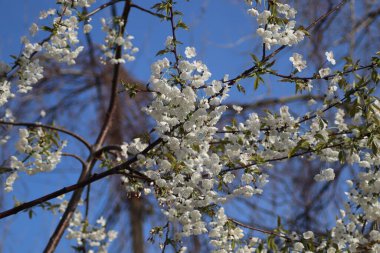 Bahçede beyaz kiraz çiçekleri