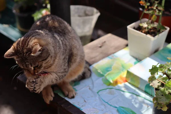 Porträt Einer Katze — Stockfoto