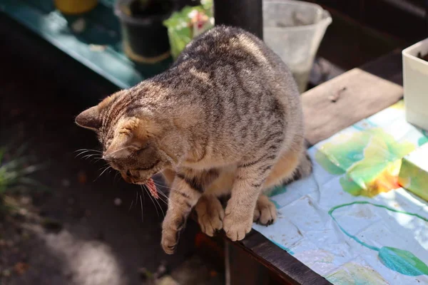 ปภาพของแมว — ภาพถ่ายสต็อก