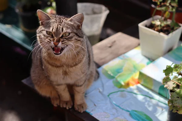 Portrait Cat — Stock Photo, Image