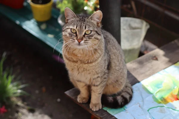 Retrato Gato — Fotografia de Stock