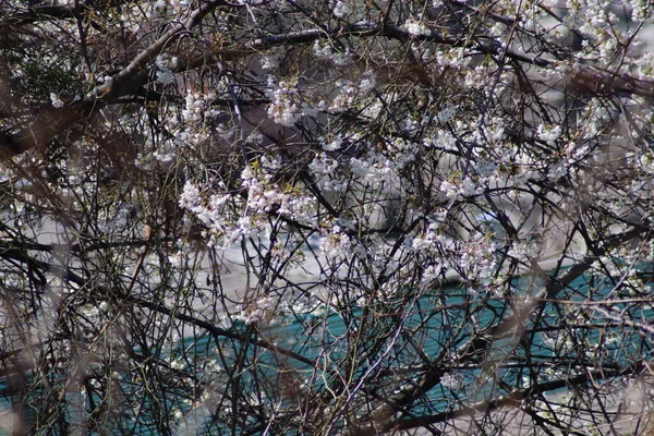 Fleurs Cerisier Blanc Dans Jardin — Photo