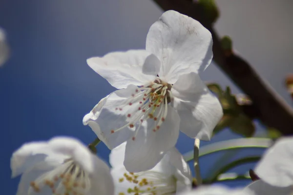 Flores Cereja Branca Jardim — Fotografia de Stock