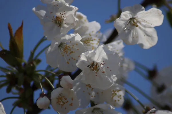 Fleurs Cerisier Blanc Dans Jardin — Photo