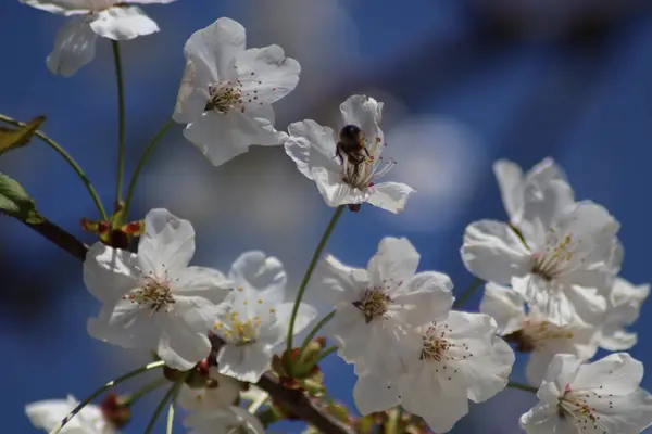 Fleurs Cerisier Blanc Dans Jardin — Photo