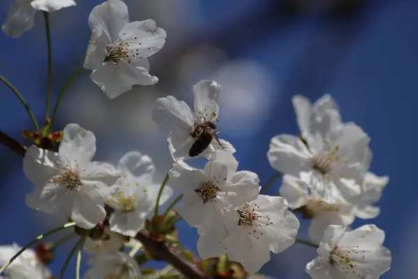 Fleurs Cerisier Blanc Dans Jardin — Photo