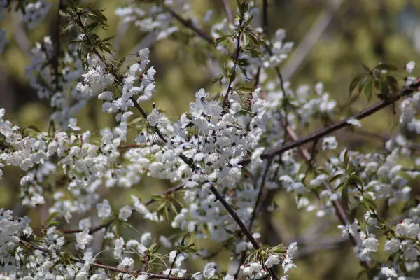 Fiori Ciliegio Bianchi Giardino — Foto Stock