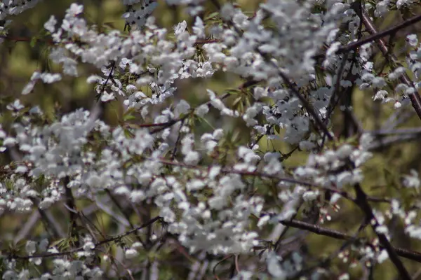Weiße Kirschblüten Garten — Stockfoto