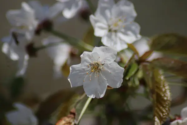 Fleurs Cerisier Blanc Dans Jardin — Photo