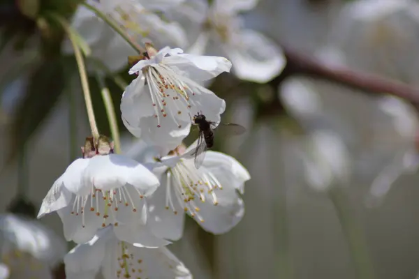 Fleurs Cerisier Blanc Dans Jardin — Photo