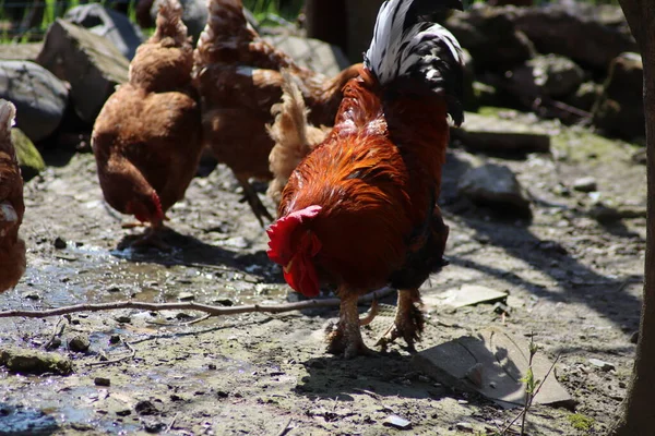 Çiftlikte Yürüyen Tavuklar — Stok fotoğraf