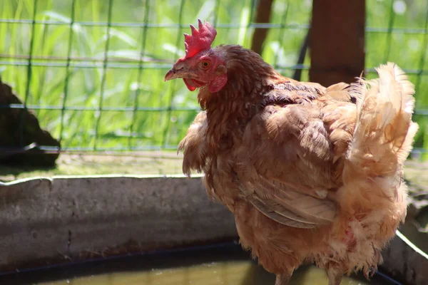 Çiftlikte Yürüyen Tavuklar — Stok fotoğraf