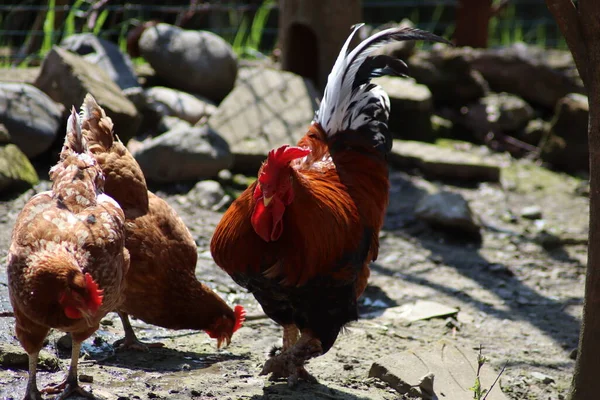 Chickens Walking Farm — Stock Photo, Image