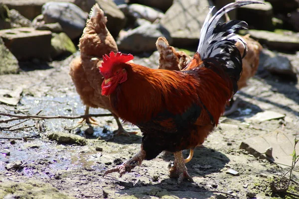 Çiftlikte Yürüyen Tavuklar — Stok fotoğraf
