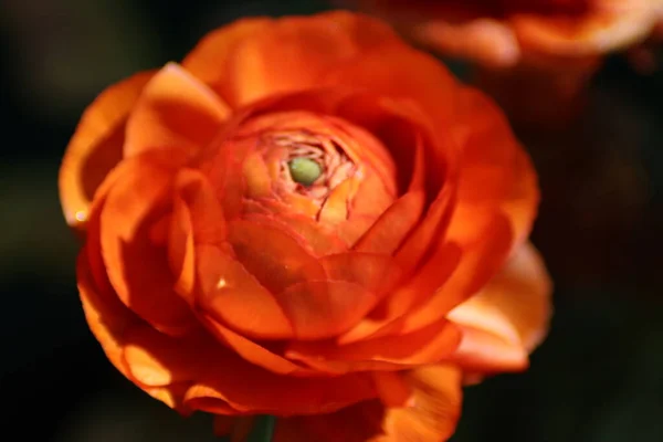 Piękny Kwiat Pomarańczy Ogrodzie — Zdjęcie stockowe