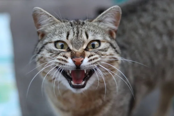 Porträt Einer Katze — Stockfoto