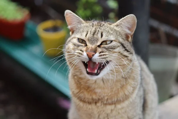 Çitteki Kedi — Stok fotoğraf