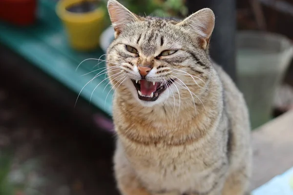 柵の上の猫 — ストック写真