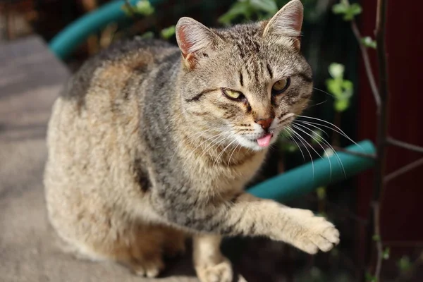 Katze Auf Einem Zaun — Stockfoto