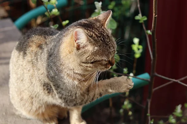 柵の上の猫 — ストック写真