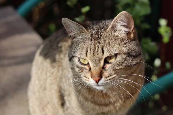 Gatto Una Recinzione — Foto Stock