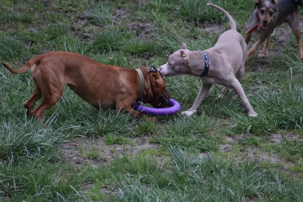 Cães Jogar Parque — Fotografia de Stock