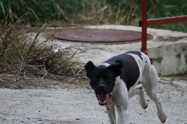 Perro Corre Por Camino —  Fotos de Stock