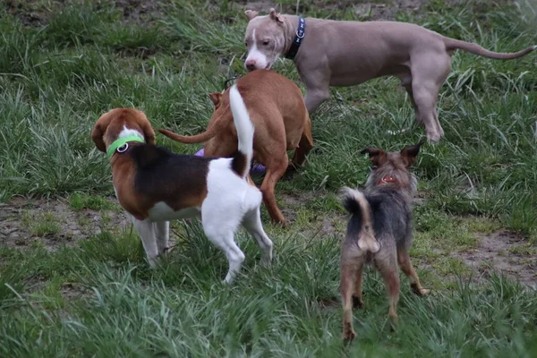 Hunde Spielen Park — Stockfoto