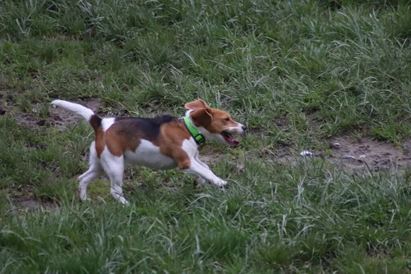 Chiens Jouent Dans Parc — Photo