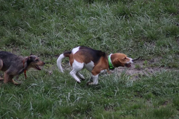 Собаки Играют Парке — стоковое фото