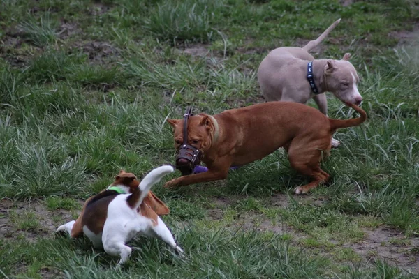 Cães Jogar Parque — Fotografia de Stock