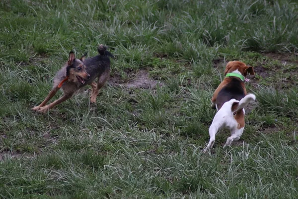 Köpekler Parkta Oynar — Stok fotoğraf